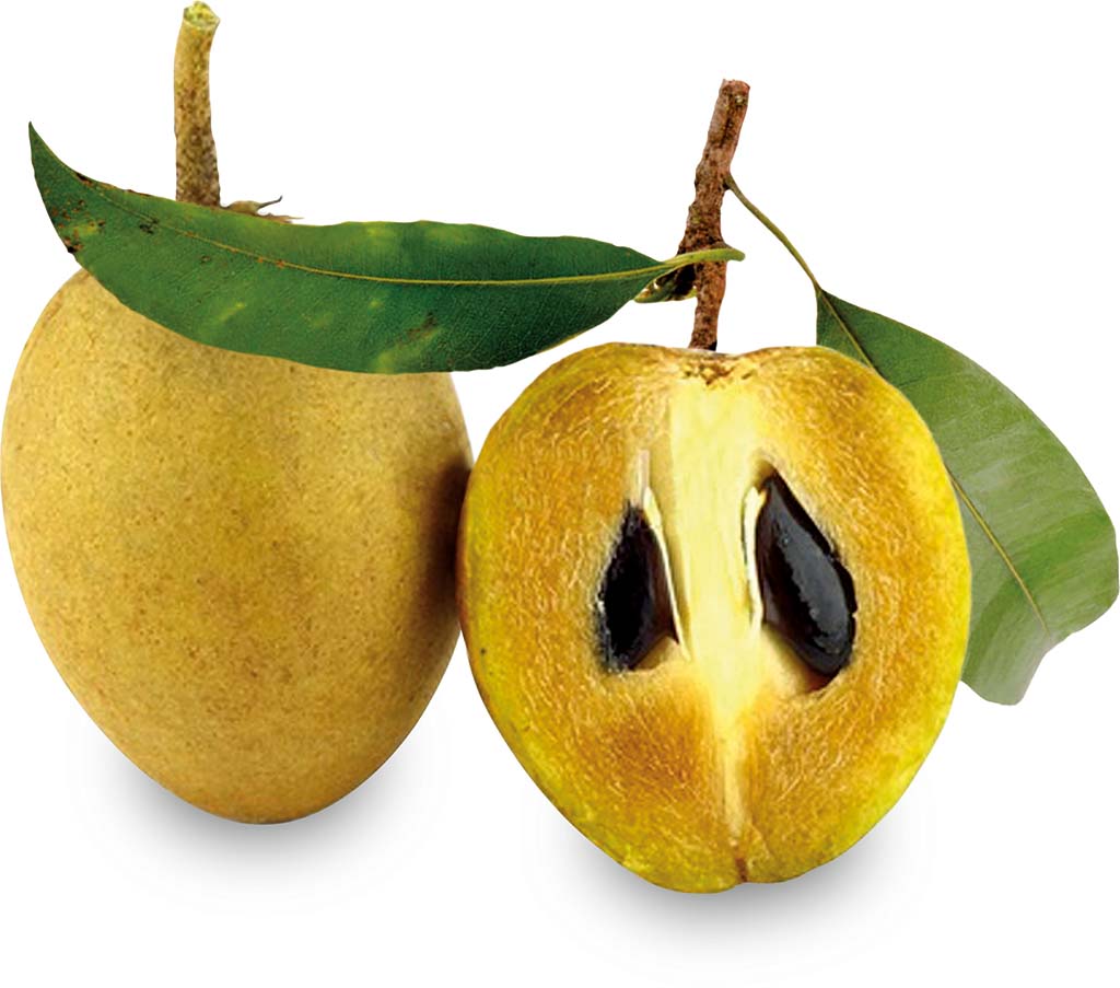 Rohstoffe-Guttapercha-Fruits